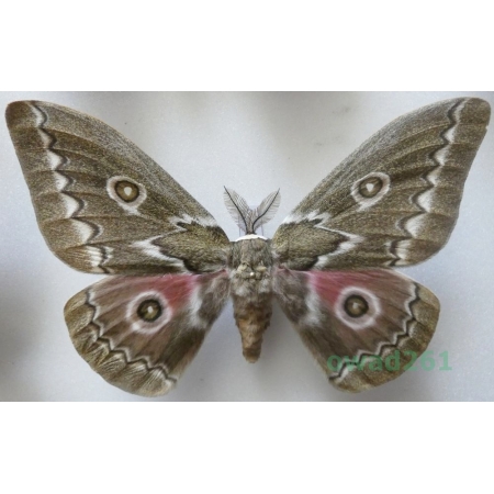 Gonimbrasia tyrrhea (Cramer, 1775) male ex. ovo South Africa 114mm39d